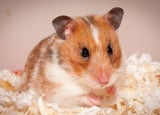 Pet shop hamster