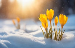 Nature lighting of spring landscape with first yellow crocuses flowers on snow in the sunshine and beautiful sky. Life or nature botanical concept.